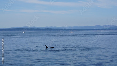 Fotografia Orca dorsal fins visible during a whale watching tour
