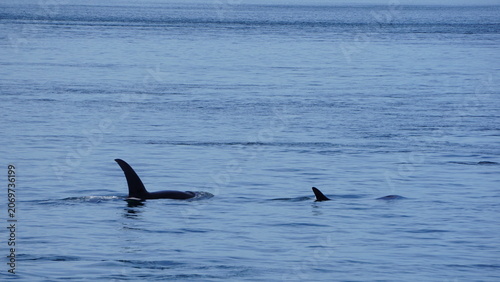 Slika na platnu Orca dorsal fins visible during a whale watching tour