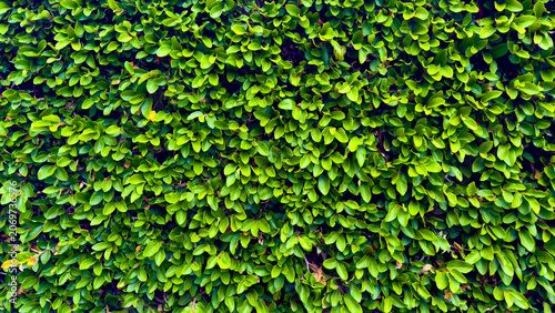 A dense manicured hedge filled with thousands of tiny bright green leaves creates a lush vibrant natural wall texture filling the entire frame on a sunny summer day