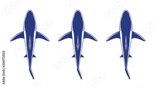 Three blue sharks swimming in a row, viewed from above, isolated on a white background.