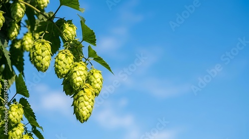 Fresh green hop cones growing on vine against clear blue sky