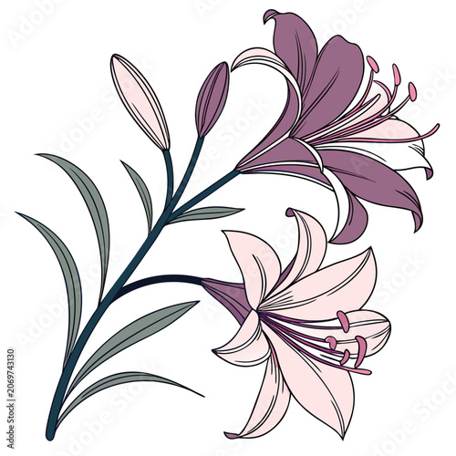 Xenia  Flower Isolated Vector Illustration Collection