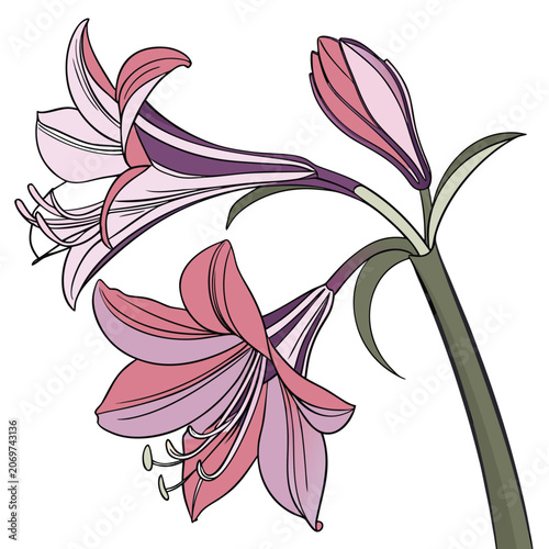 xenia flower