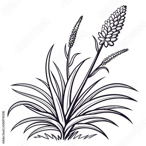 xanthorrhoea macronem line art on white