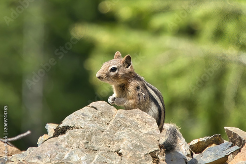 Closeup of a furry chipmunk poised beside a rock on a summer day in the Bitterroot Mountains near Pearson, Idaho.