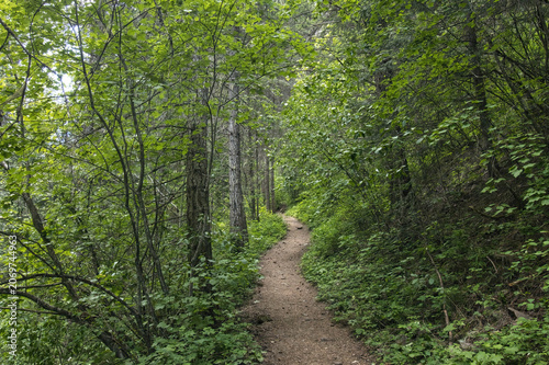 The Pulaski Tunnel hiking trail passes through dense mountain woodlands on a summer day near Wallace, Idaho