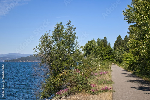 Sunny summer day view of wildflowers along the Trail of the Coeur d’Alenes beside a lake in the forest near Harrison, Idaho.