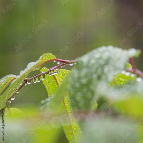梅雨の日
