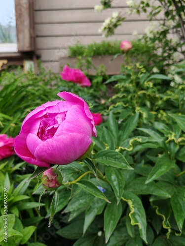 Bright pink peony bud with raindrops of dew in a home garden. Beautiful flower.