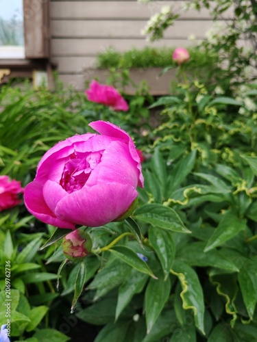 Bright pink peony bud with raindrops of dew in a home garden. Beautiful flower.
