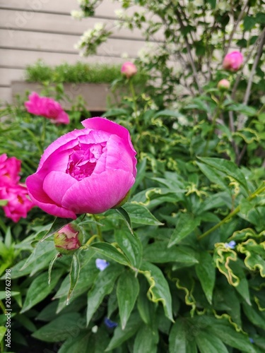 Bright pink peony bud with raindrops of dew in a home garden. Beautiful flower.