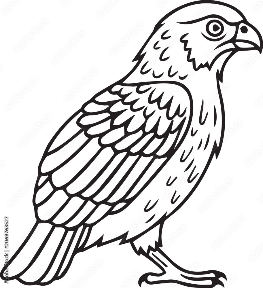 Fototapeta premium Detailed wildlife vector illustration of a perched falcon or hawk in a classic line art style for nature and conservation design projects