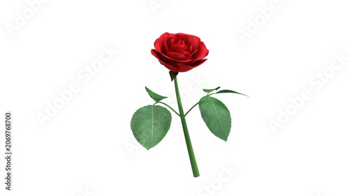 3D Stalk of Rose | Alpha Channel