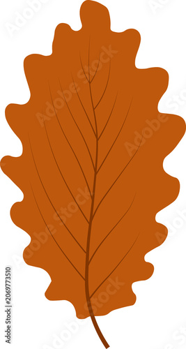 oak leaf isolated on white background
