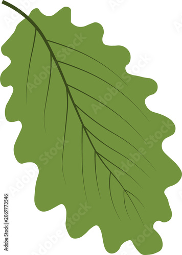 oak leaf isolated on white