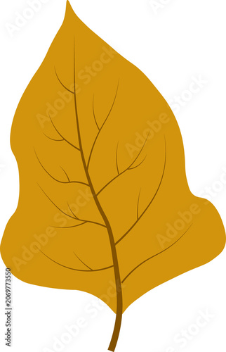 vector illustration of a leaf