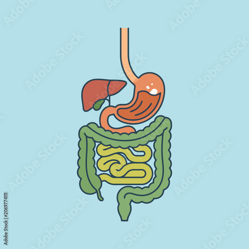 Human digestive system anatomy illustration