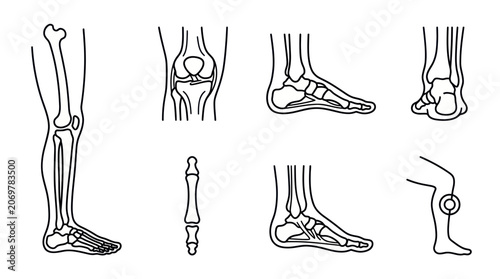 Konstfotografi Human Leg and Foot Anatomy Diagrams: Line Art