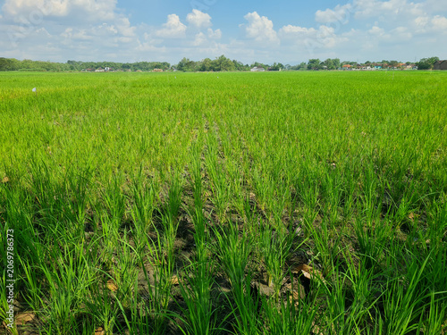 Rice plants growing in rice fields experiencing drought due to long dry season.