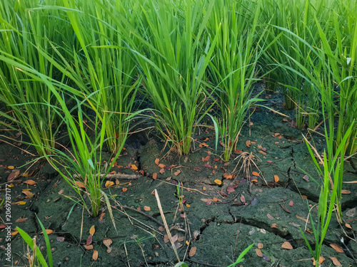 Rice plants growing in rice fields experiencing drought due to long dry season.