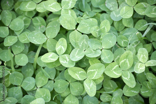 Close-up view of lush green clover leaves with subtle white markings in a dense field