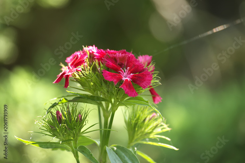 Close-up of vibrant pink Dianthus barbatus flowers blooming in a garden setting