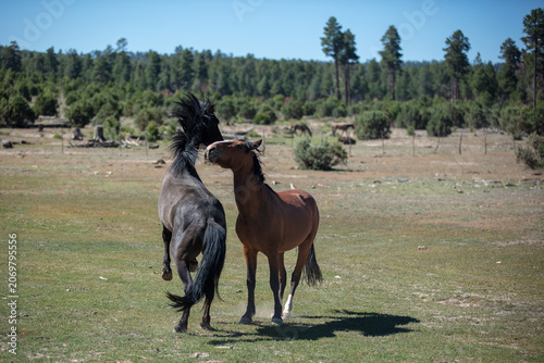 Black and bay stallions fighting in the Mogollon Rim in the White Mountains of north east Arizona United States