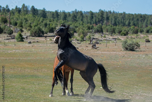 Black and bay stallions battling for dominance in the Mogollon Rim in the White Mountains of north east Arizona United States