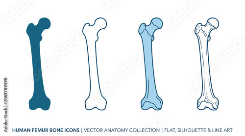 Human Femur Bone Icons: Flat, Silhouette, Line Art Vector Collection