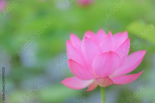 Soft Focus Pink Lotus with Green Background and Copy Space