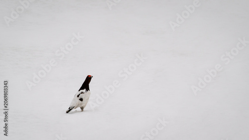 Canvastavla Lone black and white bird standing on a vast open snowfield in winter