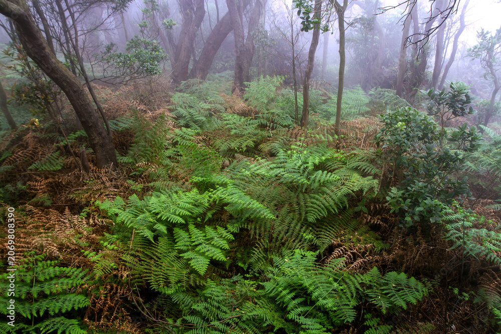 Fototapeta premium Lush Ferns and Trees in Foggy Tropical Forest