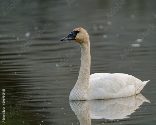 Foto Trumpeter swan swimming on a calm dark lake with rust-stained head and neck, Ala