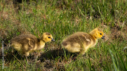 Fotografie Two fluffy Canada goose goslings foraging in green spring grass, Alaska