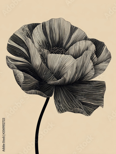 Detailed black and white line art of poppy flower with intricate woodcut style lines on beige background, elegant and artistic