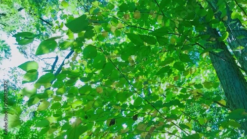 風に揺れる木の葉