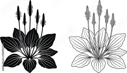 Plantain Illustration With Seed Spikes Black And White Line Art