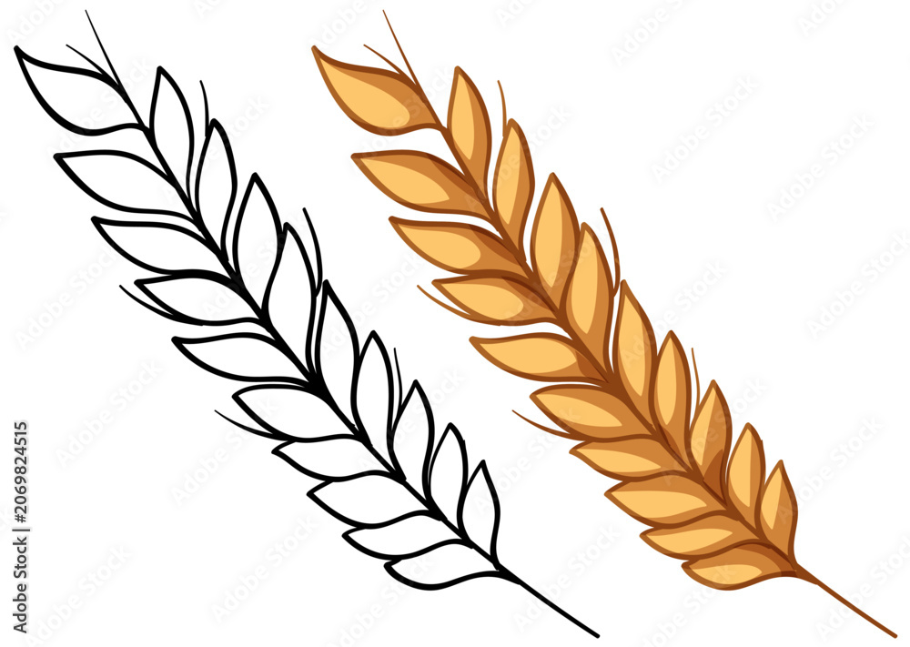 Fototapeta premium Vector Illustration of Golden Wheat Stalk and Black Line Art Outline