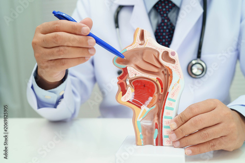 Asian doctor with nasal oral throat cavity neck human anatomy model for study diagnosis and treatment in hospital.