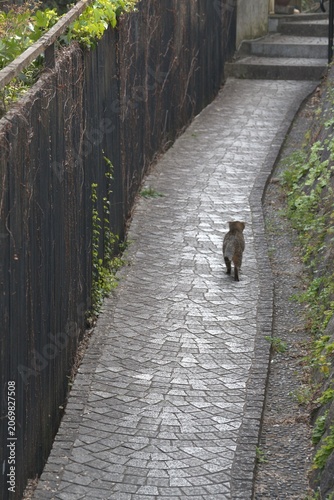 Cat walking on stone alley in spring, Japan
