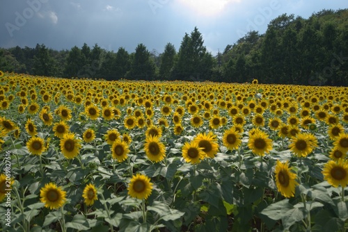 Sunflower field under blue sky in summer, Japan
