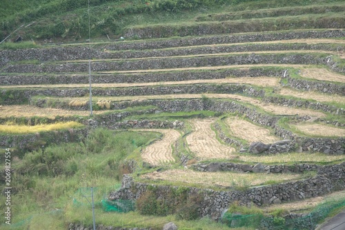 Green terraced rice fields in autumn, Japan
