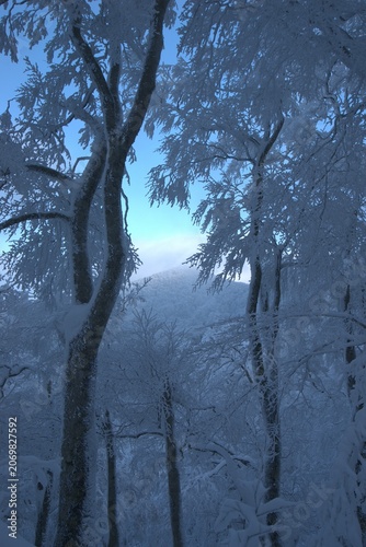 Rime frost trees in winter, Japan