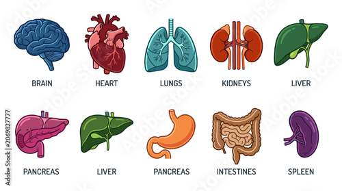 Human Anatomy Organs Collection: Brain, Heart, Lungs, Kidneys, Liver, Pancreas, Intestines, Spleen