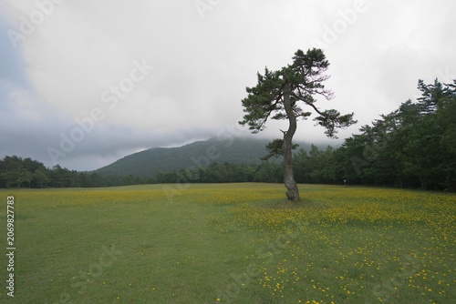 Lone pine tree on green grass hill in early summer, Japan