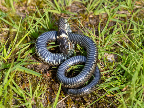 Fotografi Ein Ringelnatter Männchen ringelt sich zusammen und stellt sich tot