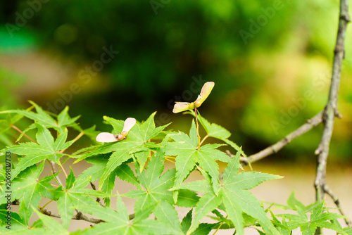 Photos maple samaras on a branch