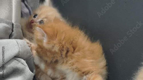 Playful Fluffy Ginger Kittens Interacting and Having Fun Together