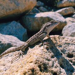 natural lizard stock photos with high quality detail