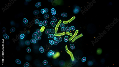 Fluorescent microscopy of Hanseniaspora and Schizosaccharomyces yeast cells, vibrant blue green pink orange bioluminescent glow, advanced microbiology laboratory, ultra detailed cellular structures, s
